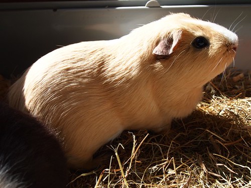 what do guinea pigs need