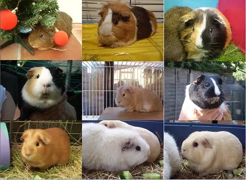 what does it mean when guinea pigs squeak