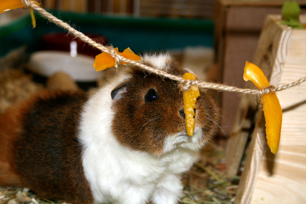 can guinea pigs eat peppers