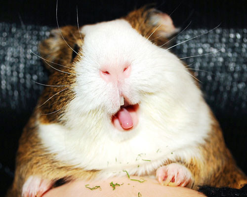can guinea pigs eat sunflower seeds