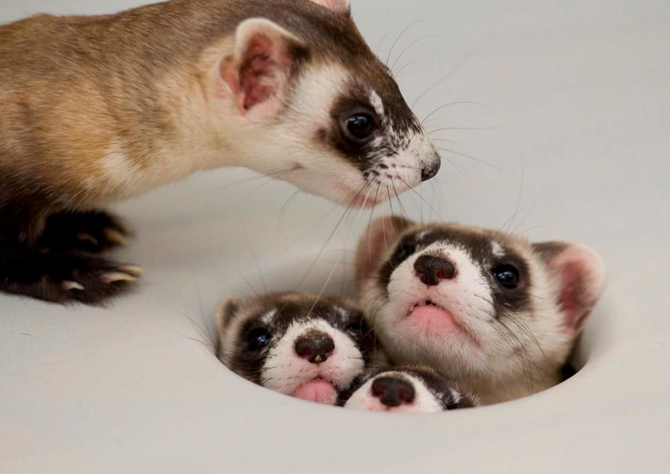 what is a ferret