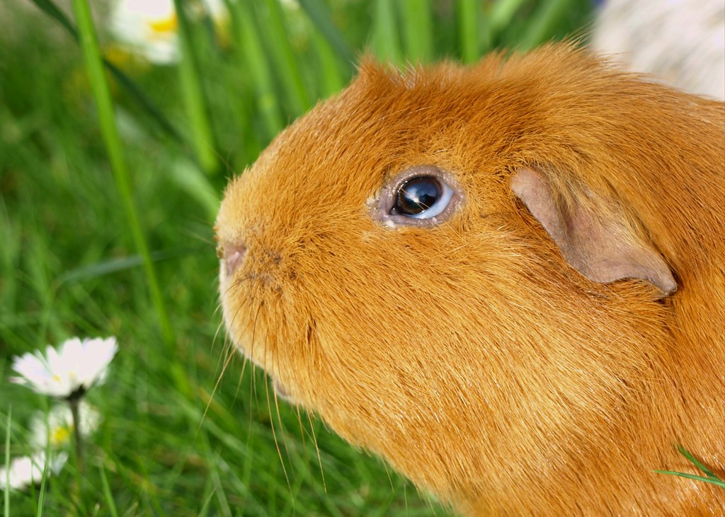 what does it mean when guinea pigs purr