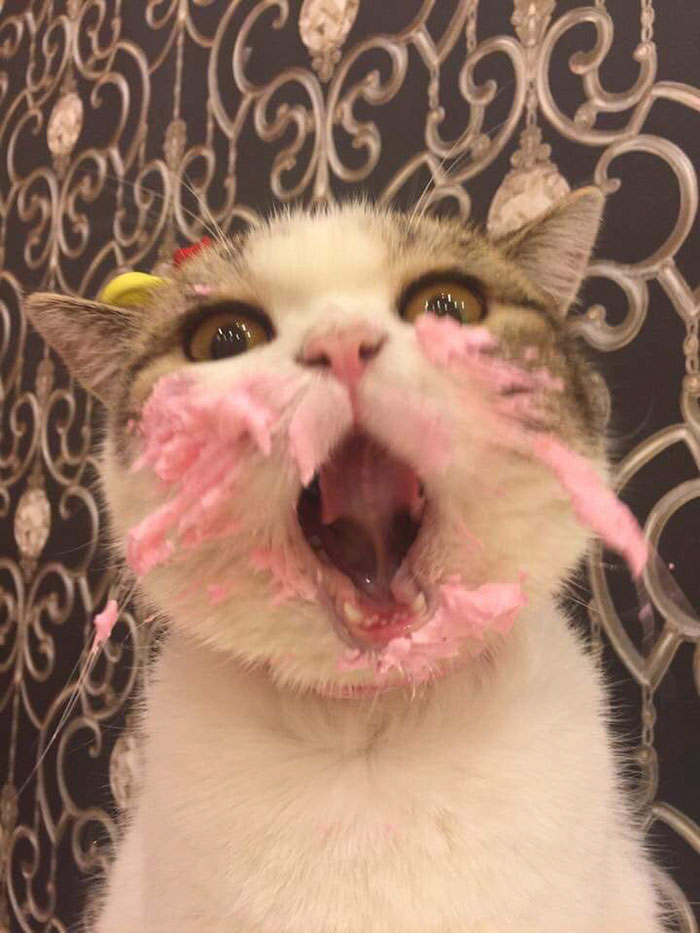can a cat eat cake