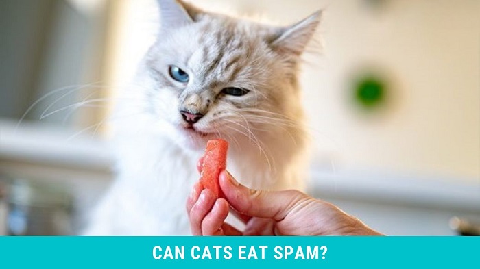 can a cat eat spam