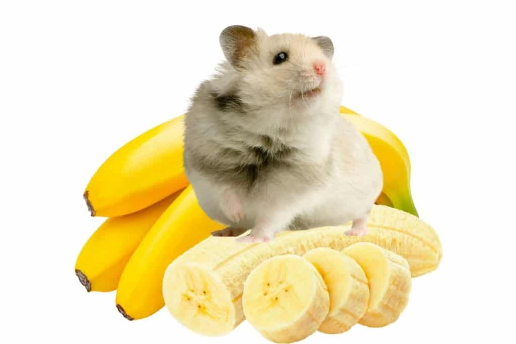 can a hamster eat a banana