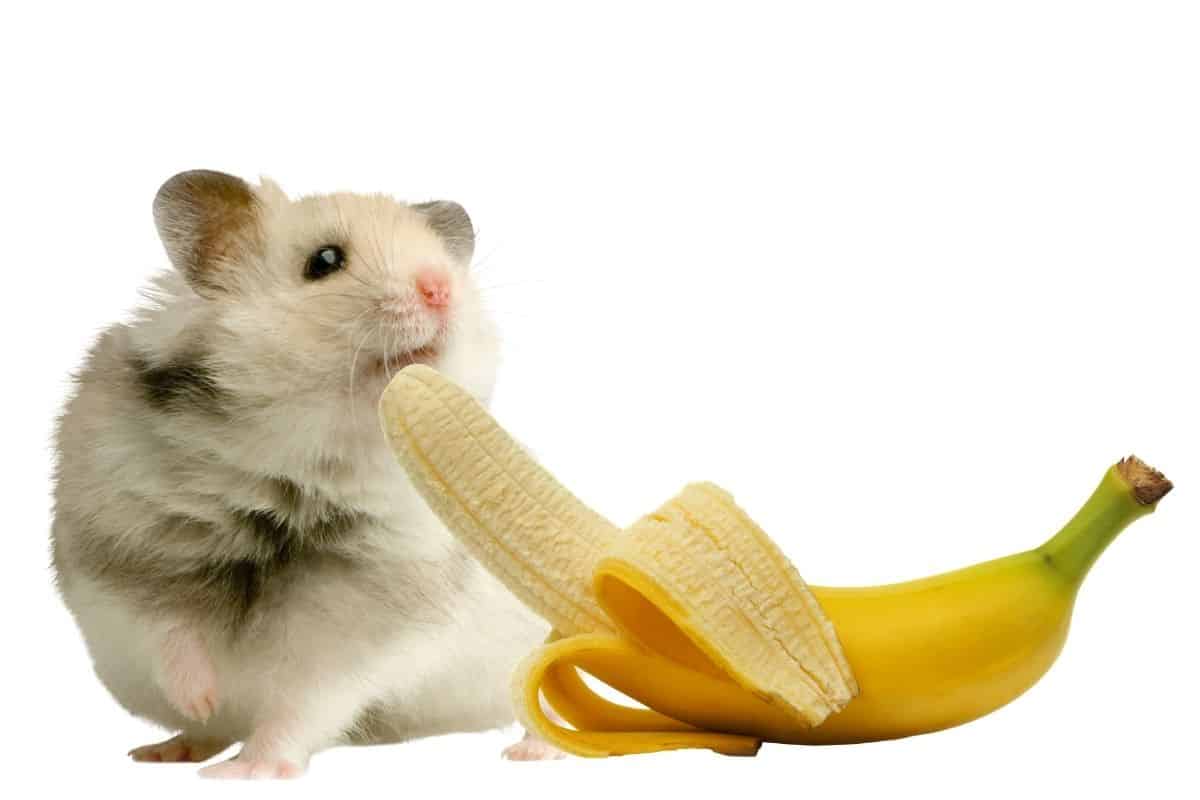 can a hamster eat a banana