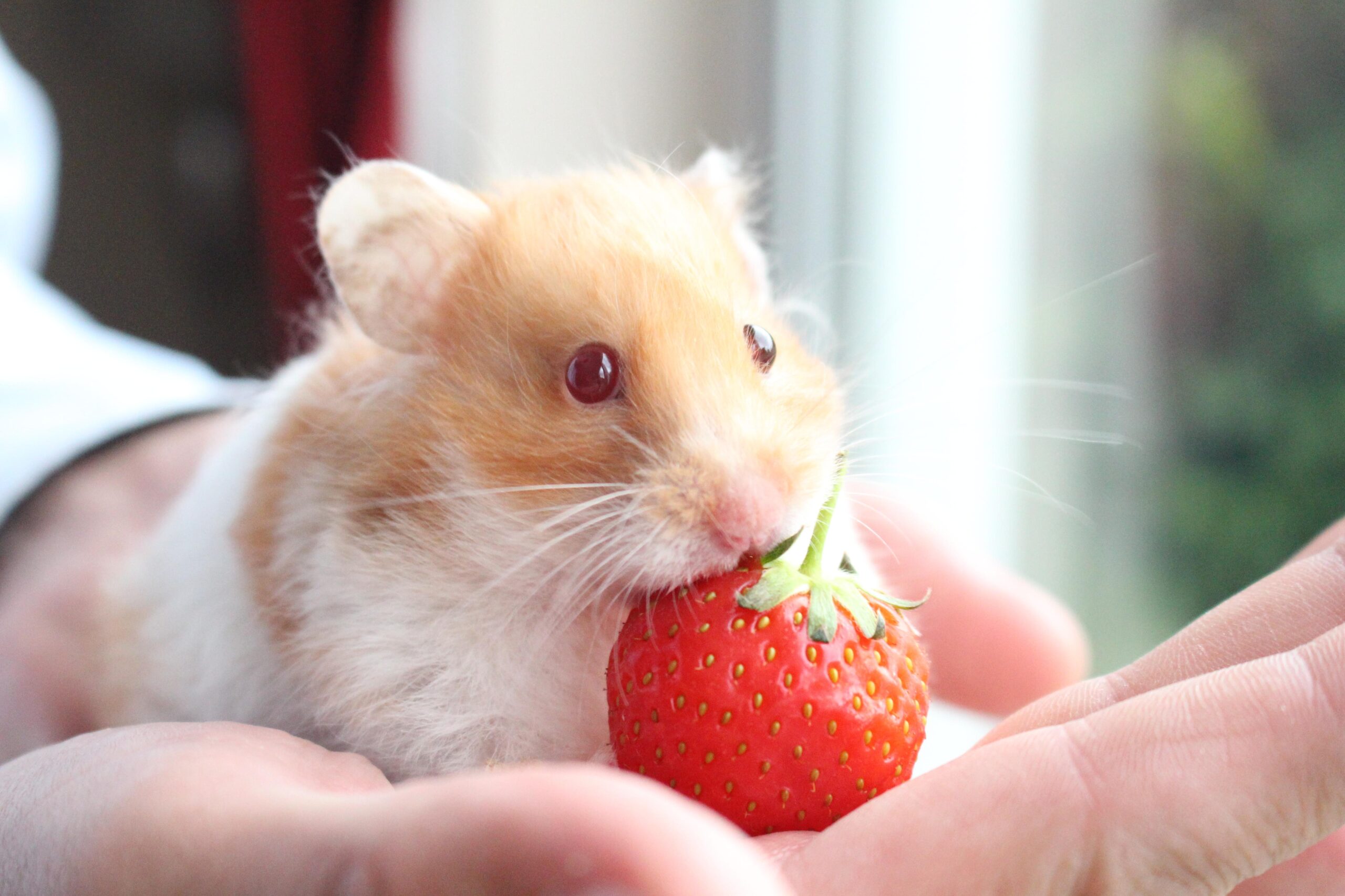 can a hamster eat a strawberry