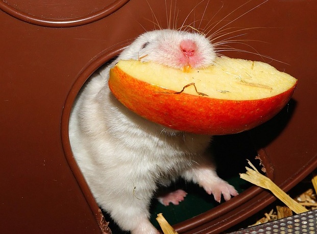 can a hamster eat apples