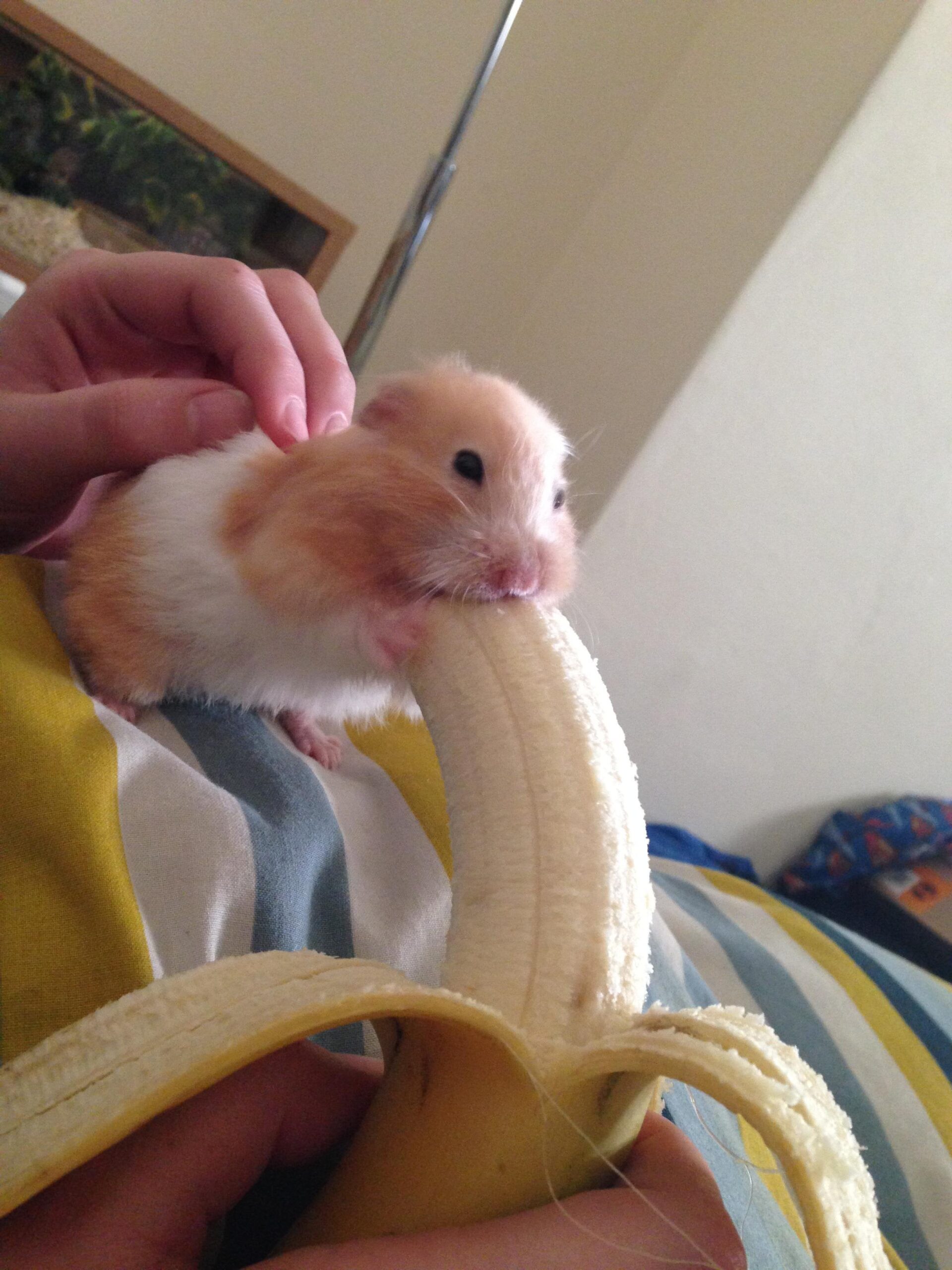 can a hamster eat banana