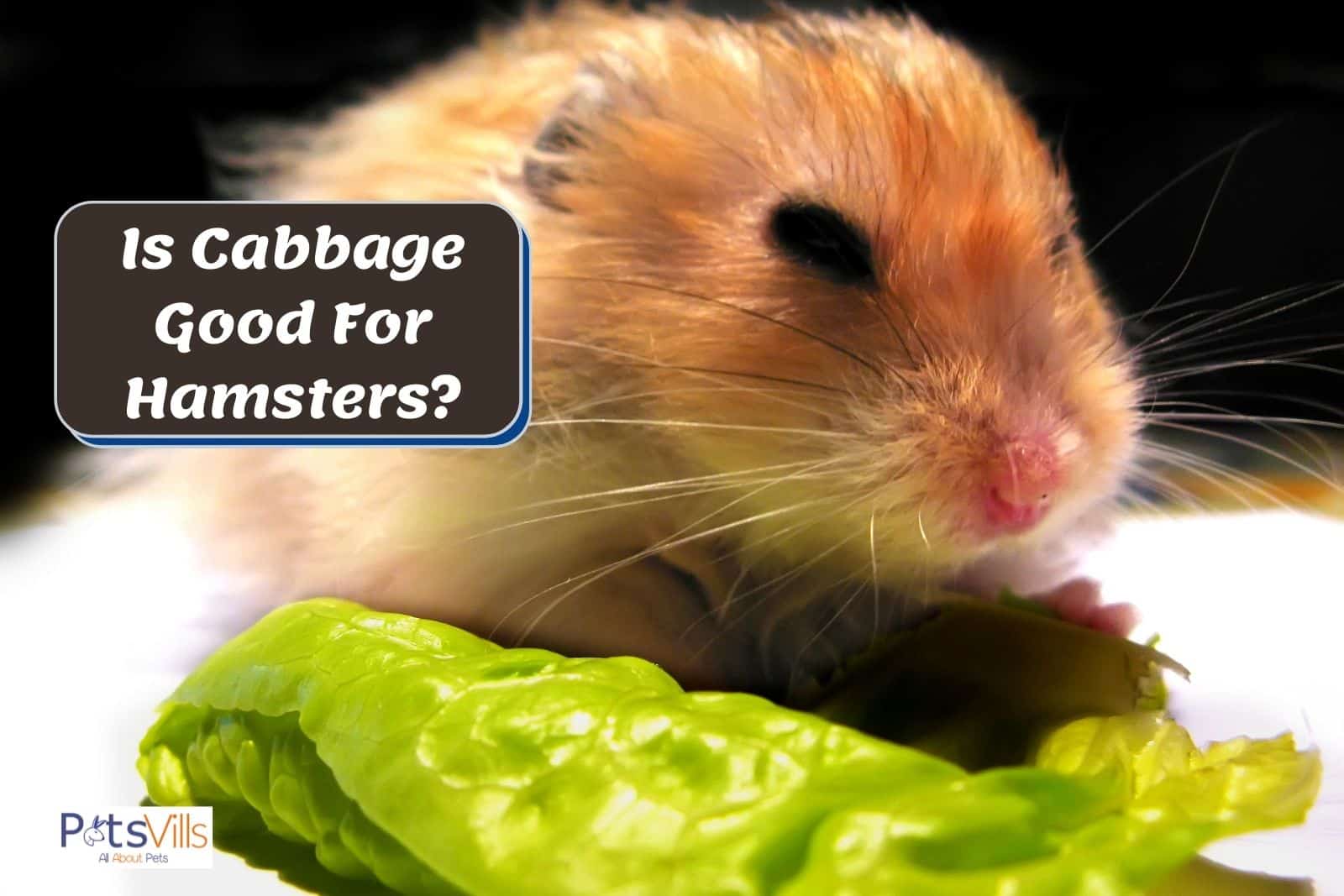 can a hamster eat cabbage