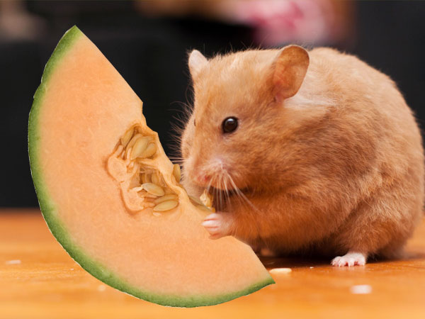 can a hamster eat cantaloupe