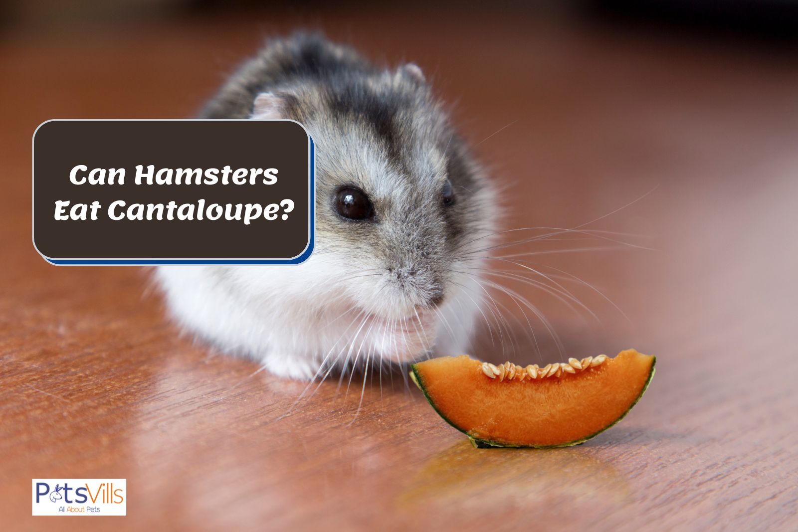 can a hamster eat cantaloupe