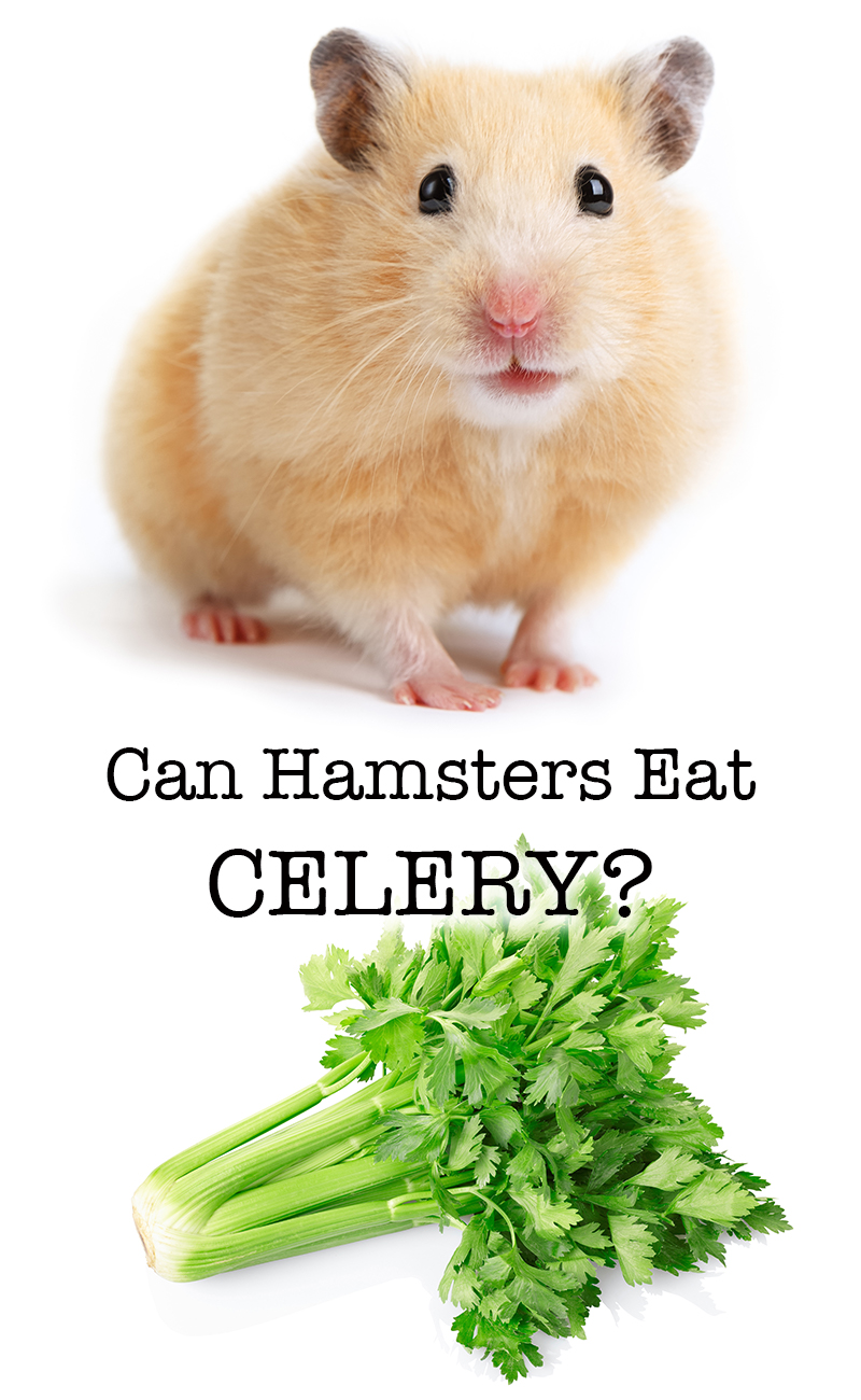 can a hamster eat celery