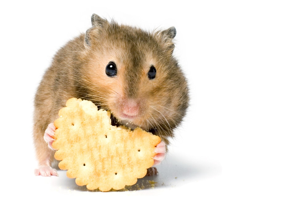 can a hamster eat crackers