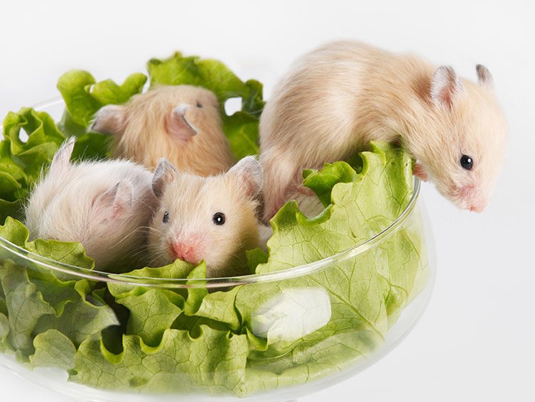 can a hamster eat lettuce