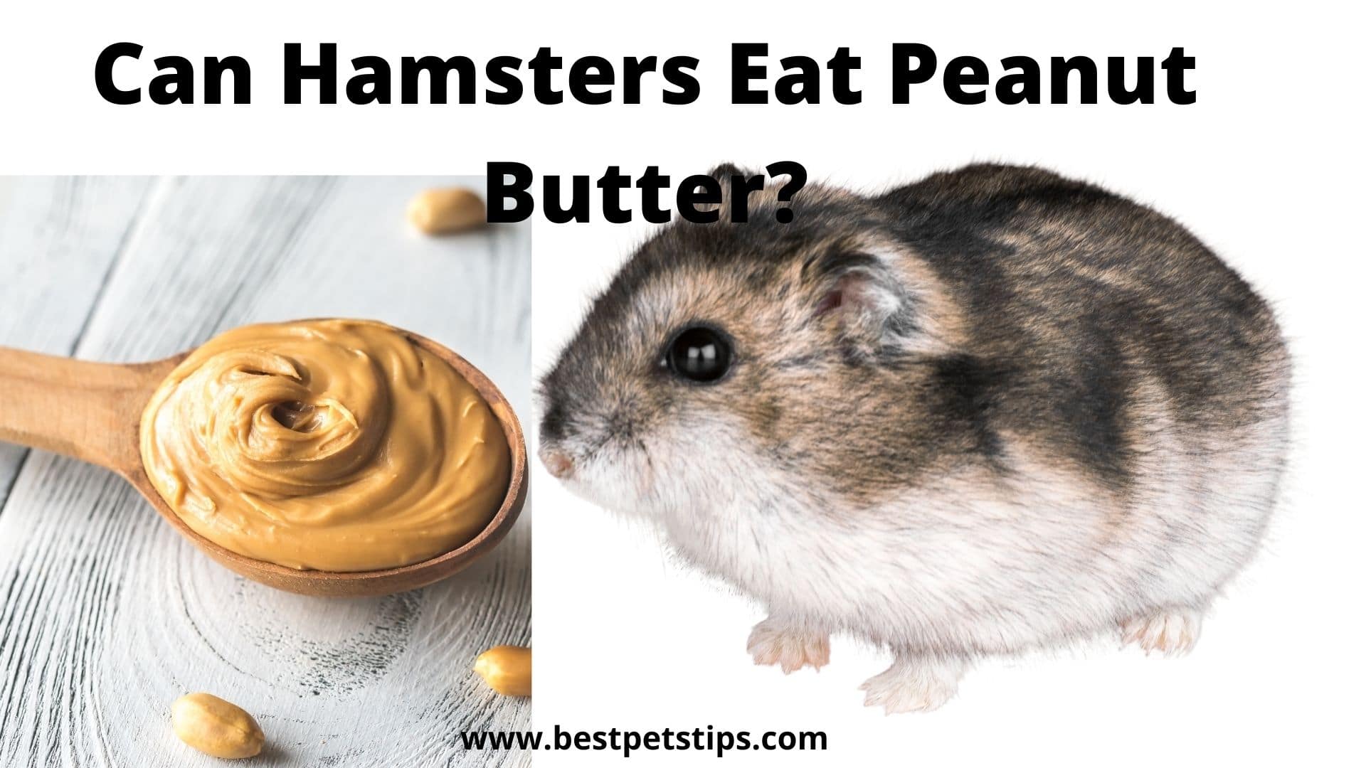 can a hamster eat peanut butter