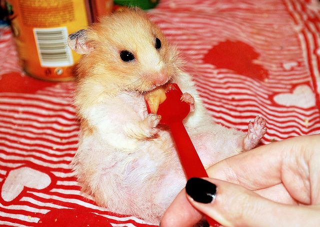 can a hamster eat peanut butter
