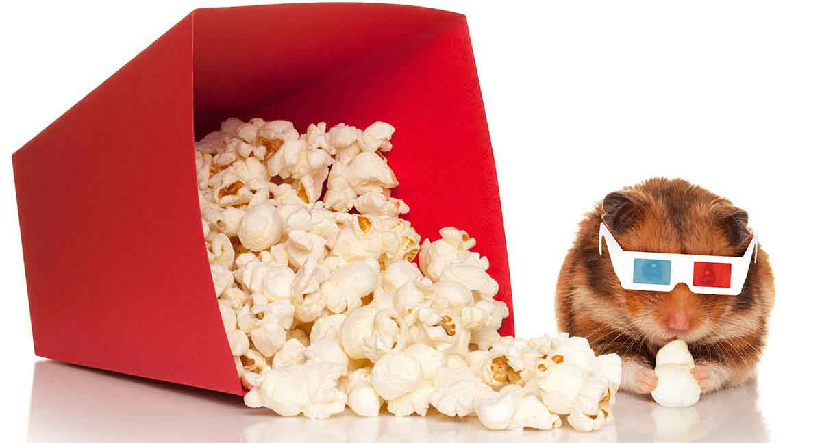 can a hamster eat popcorn