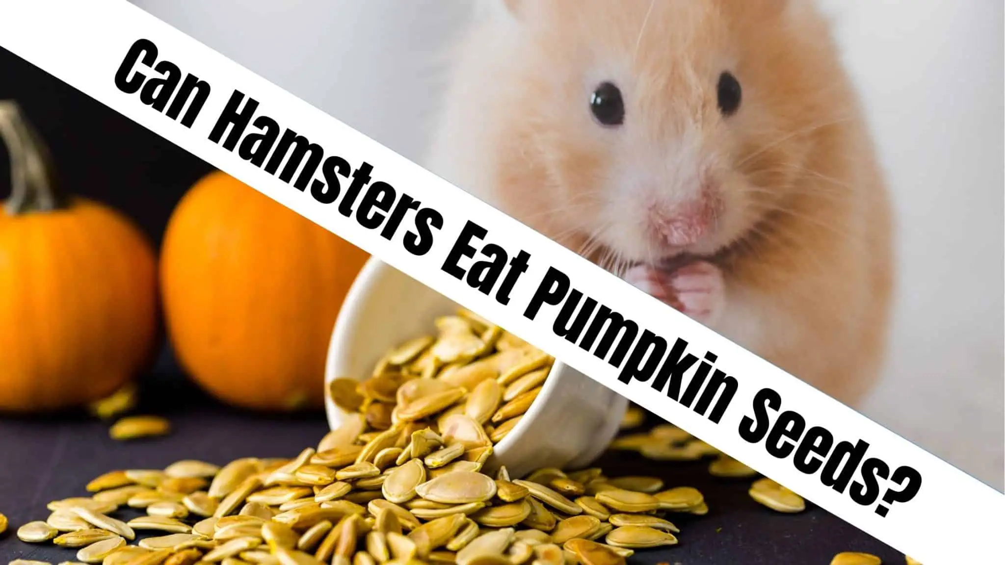 can a hamster eat pumpkin seeds