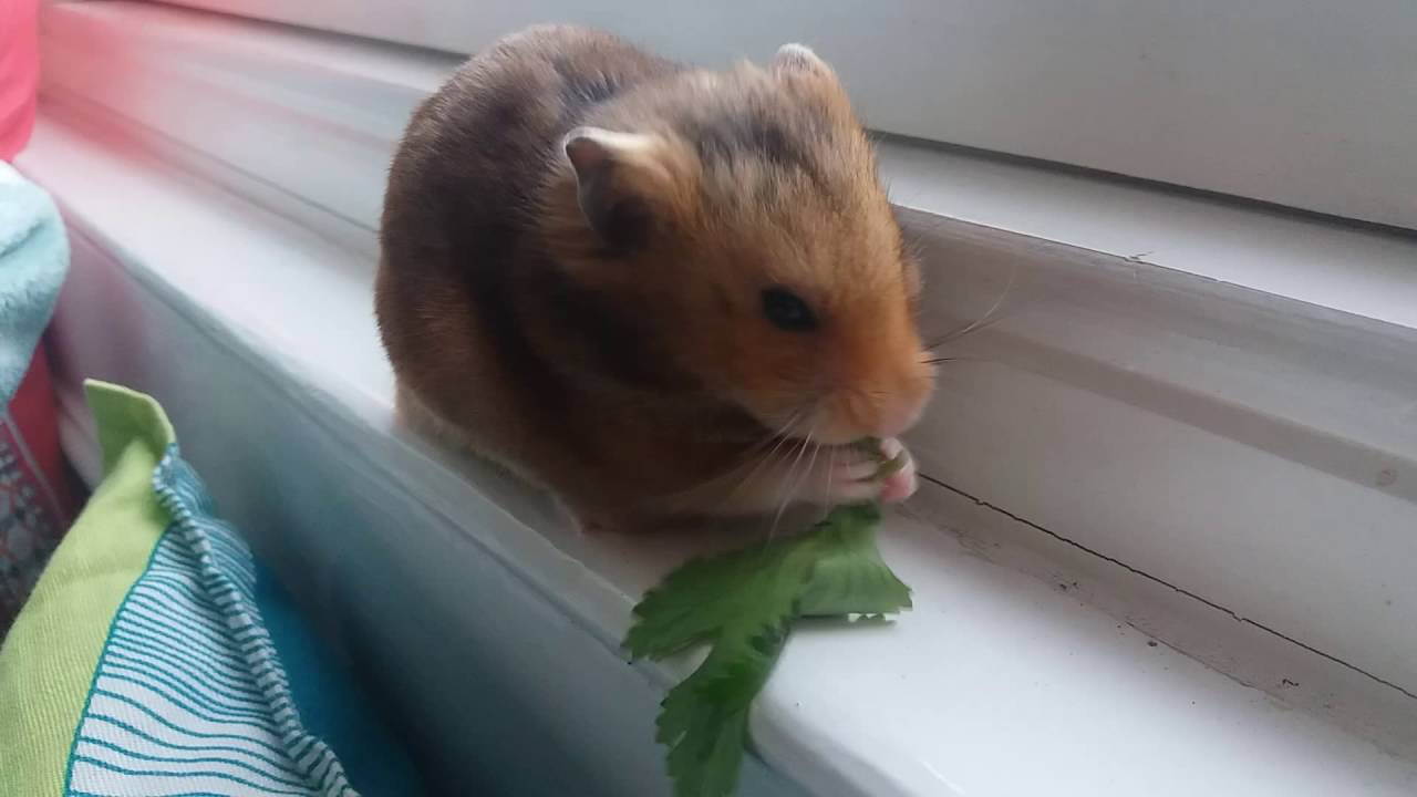 can a hamster eat spinach
