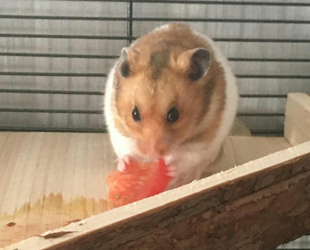 can a hamster eat tomatoes