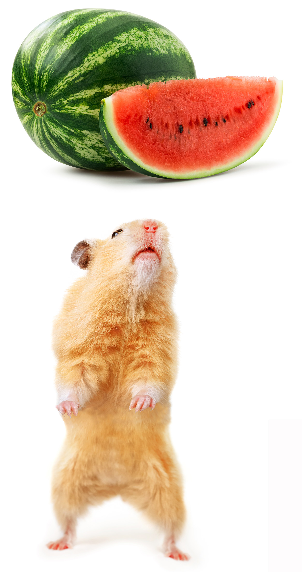 can a hamster eat watermelon