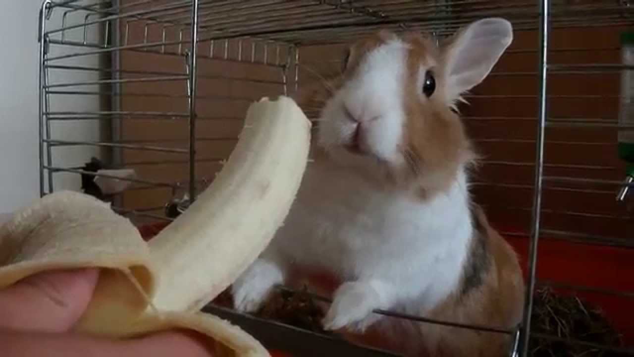 can a rabbit eat a banana