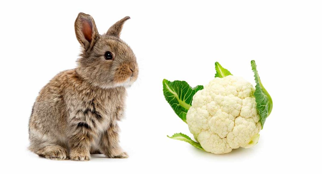 can a rabbit eat cauliflower