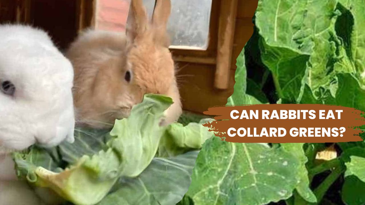 can a rabbit eat collard greens