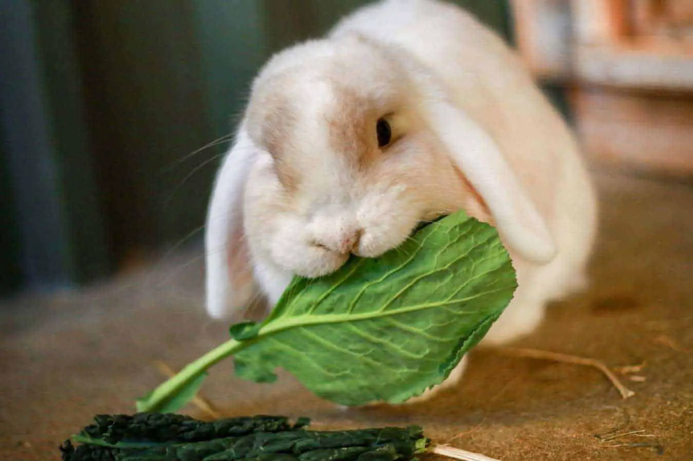 can a rabbit eat collard greens