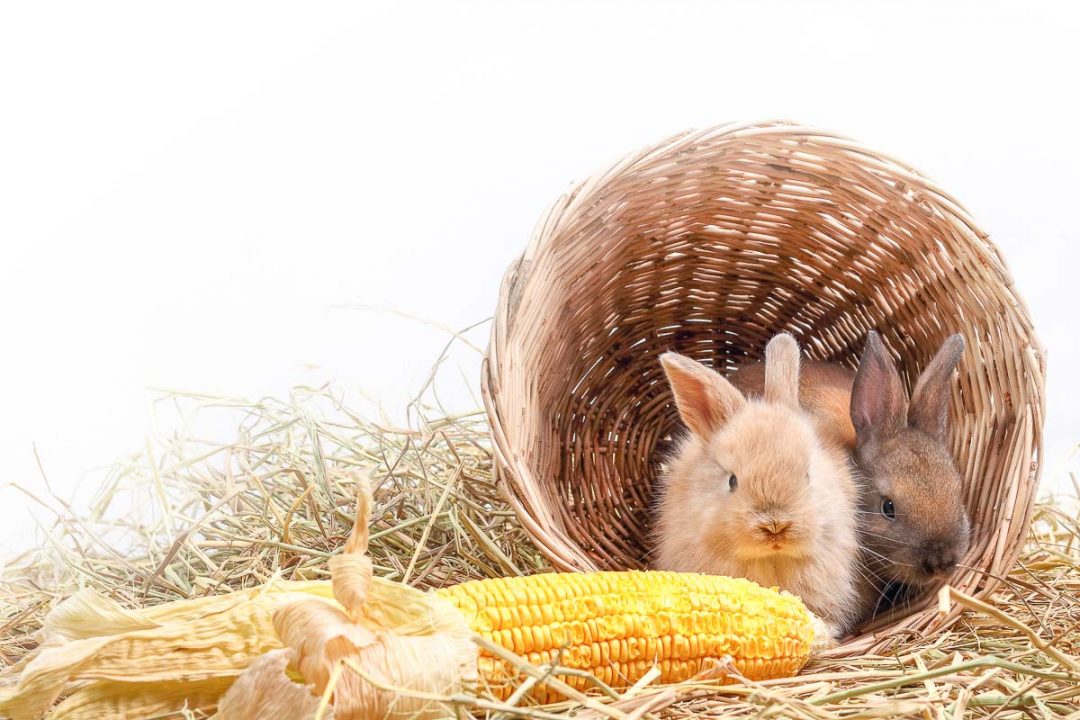 can a rabbit eat corn on the cob