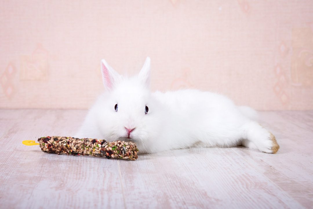 can a rabbit eat corn on the cob