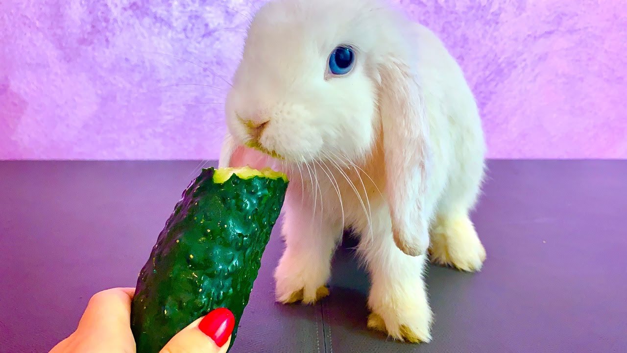 can a rabbit eat cucumbers