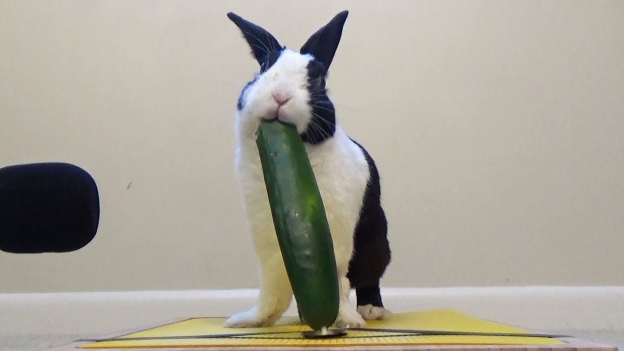 can a rabbit eat cucumbers