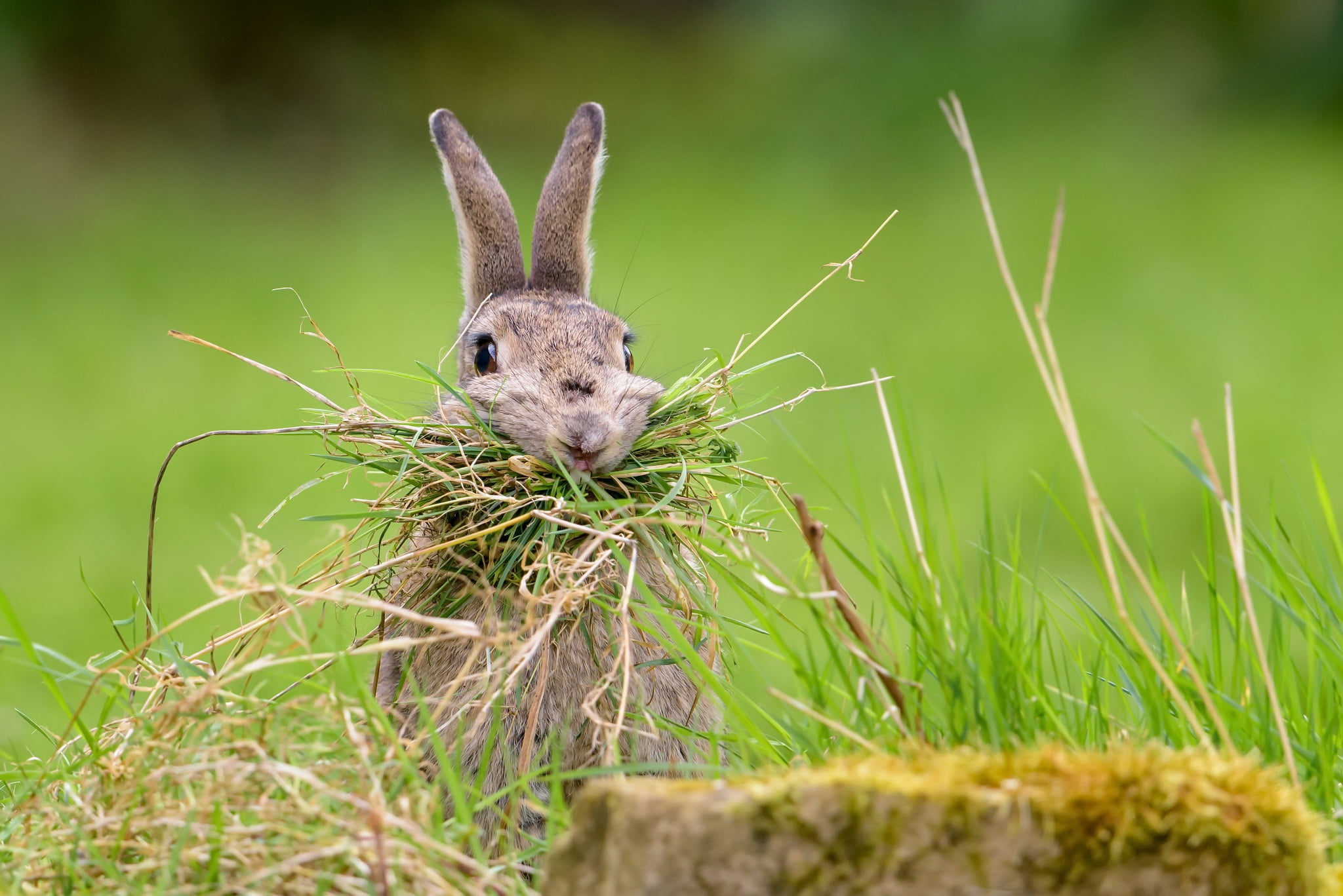 can a rabbit eat grass