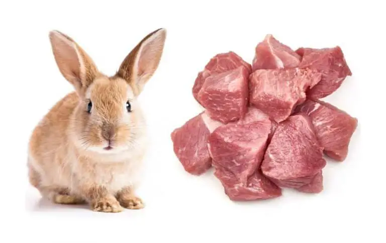 can a rabbit eat meat
