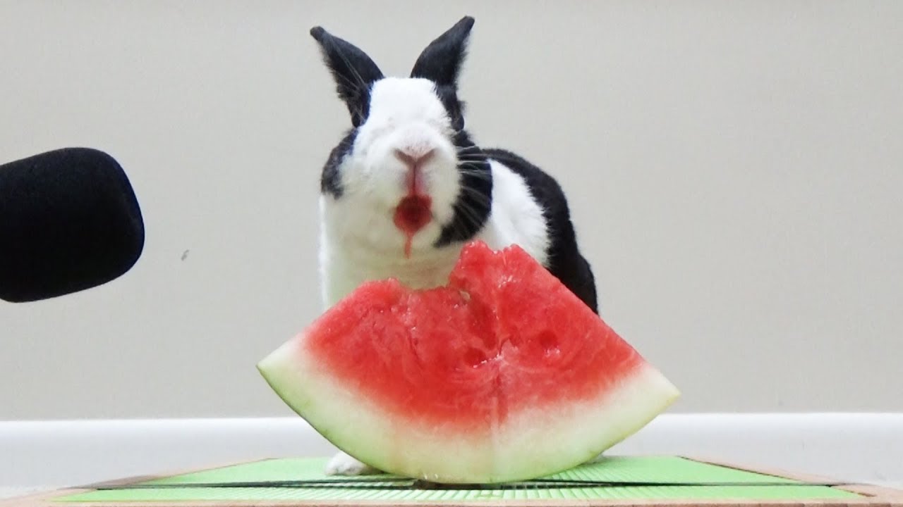 can a rabbit eat watermelon rind