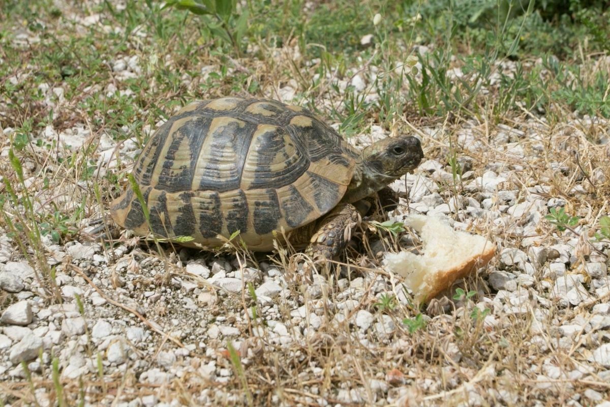 can a turtle eat bread