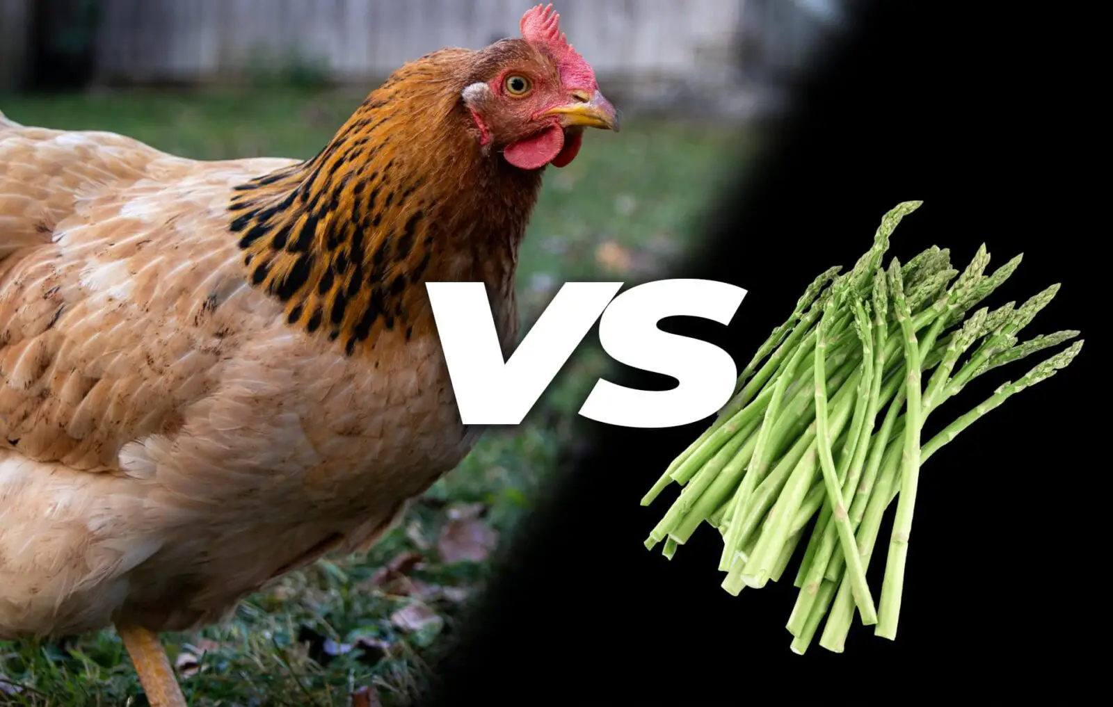 can birds eat asparagus