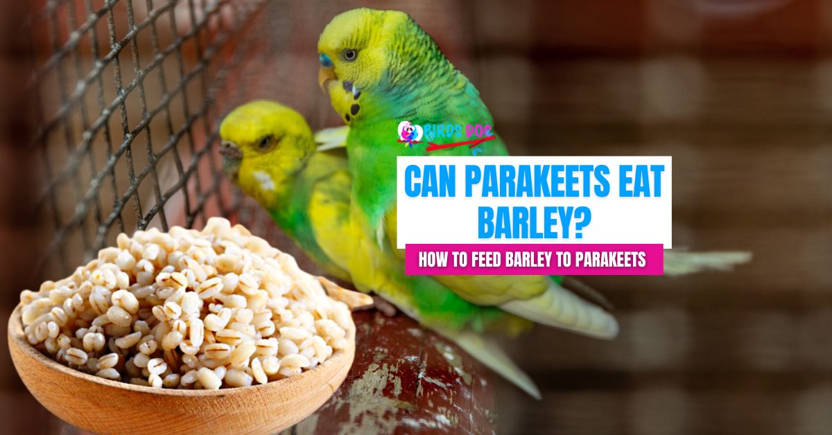 can birds eat barley