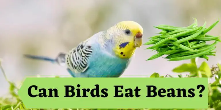 can birds eat beans
