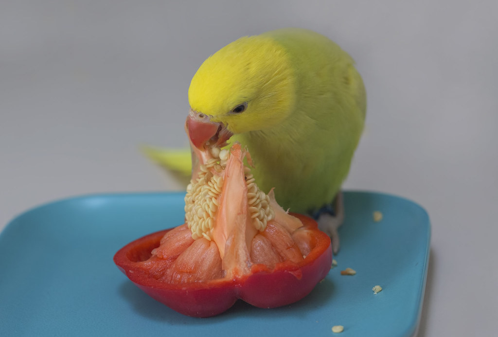 can birds eat bell peppers