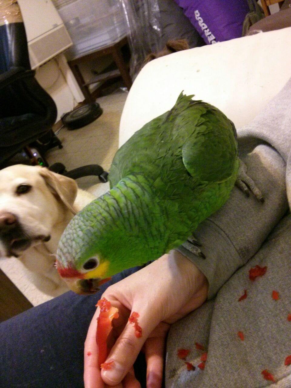 can birds eat bell peppers