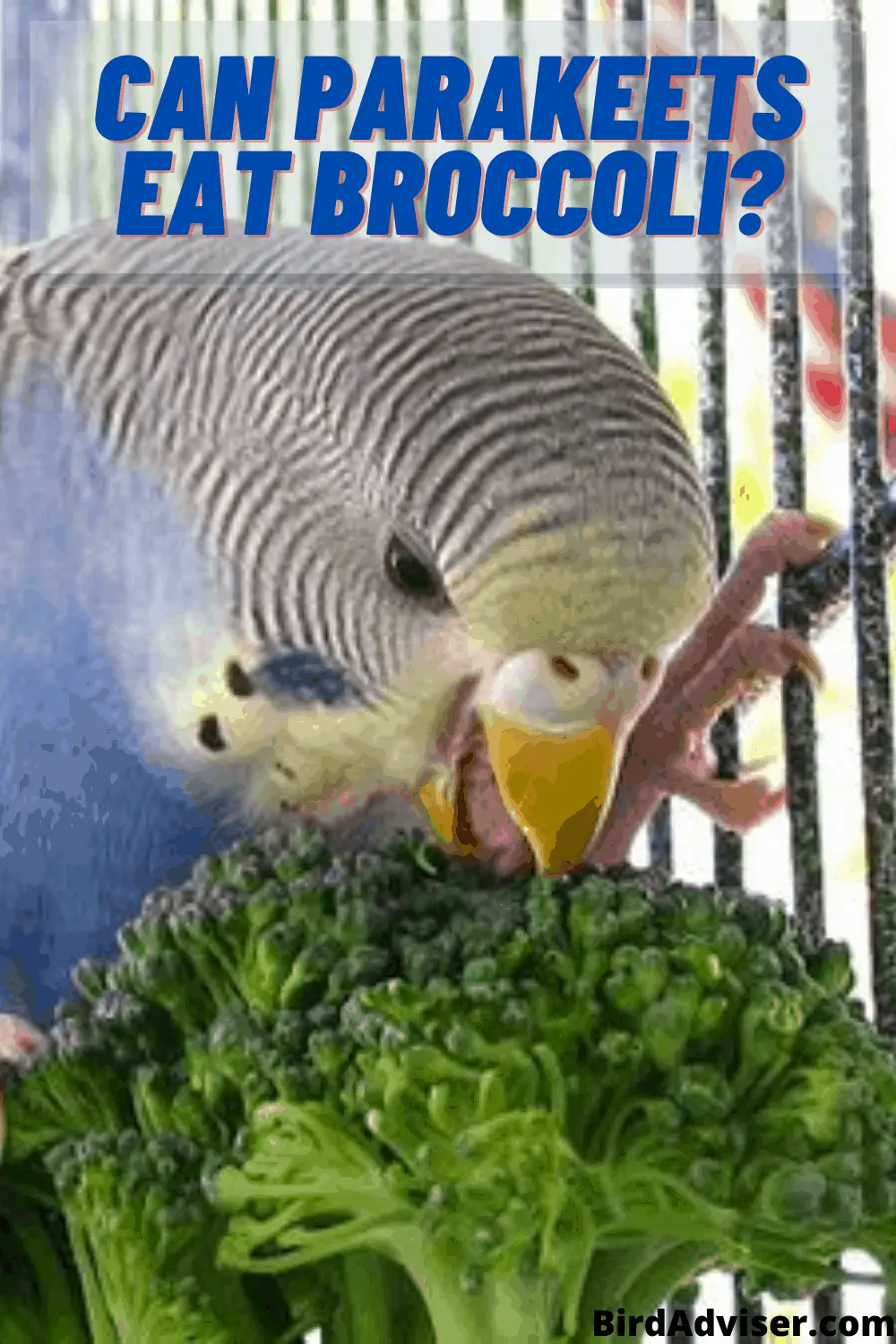 can birds eat broccoli