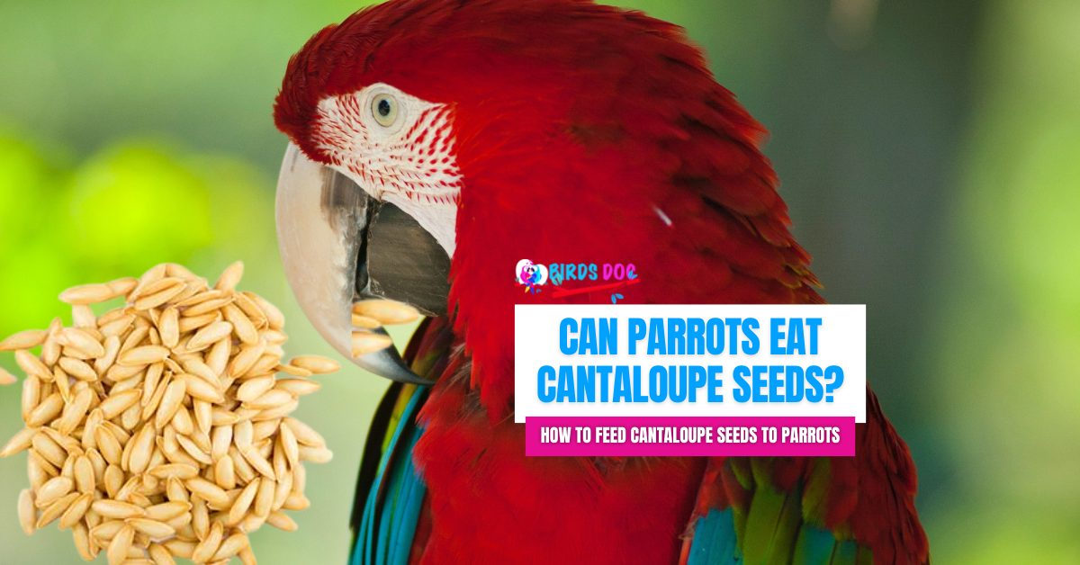 can birds eat cantaloupe seeds