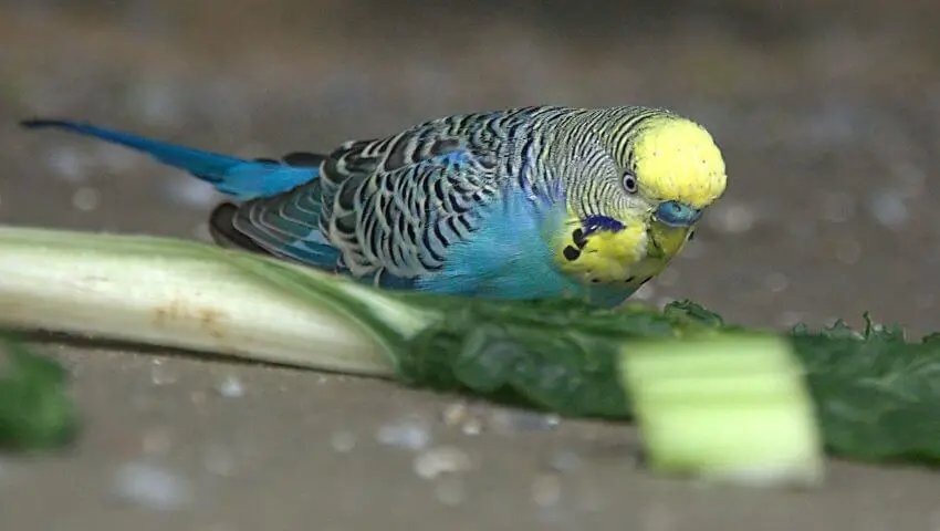 can birds eat celery
