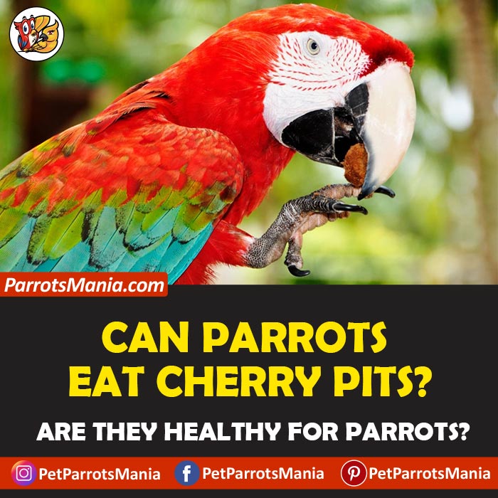 can birds eat cherry pits