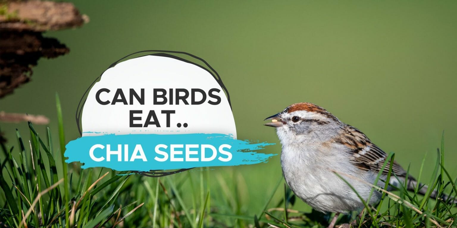 can birds eat chia seed