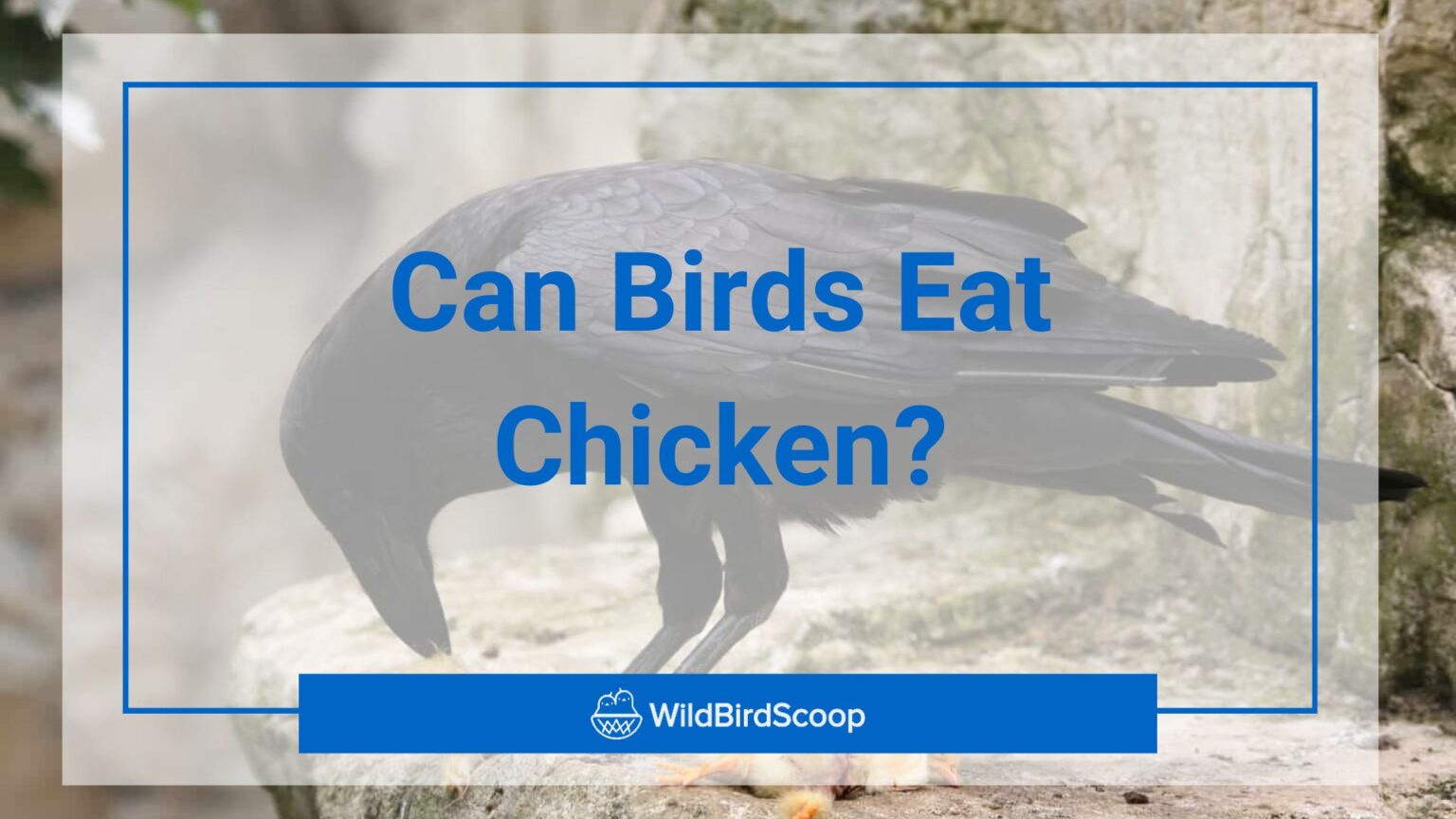 can birds eat chicken