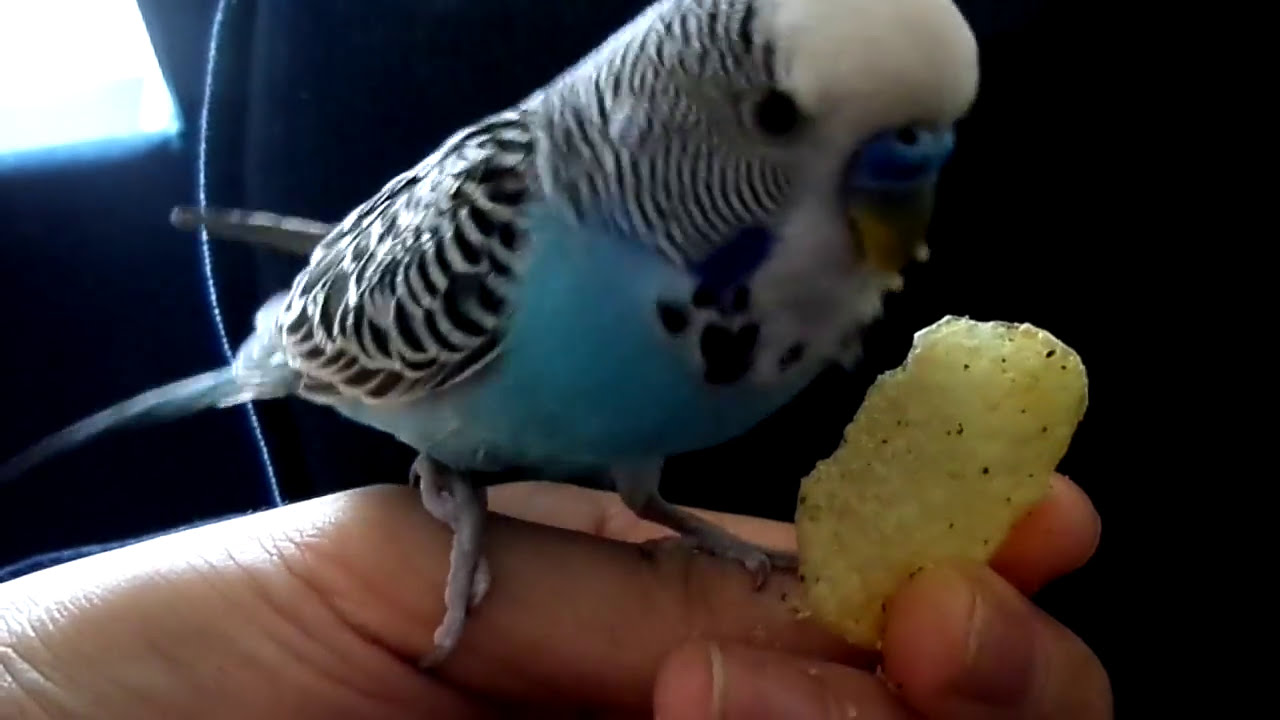 can birds eat chips
